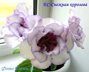 Глоксиния ЕС-Снежная Королева