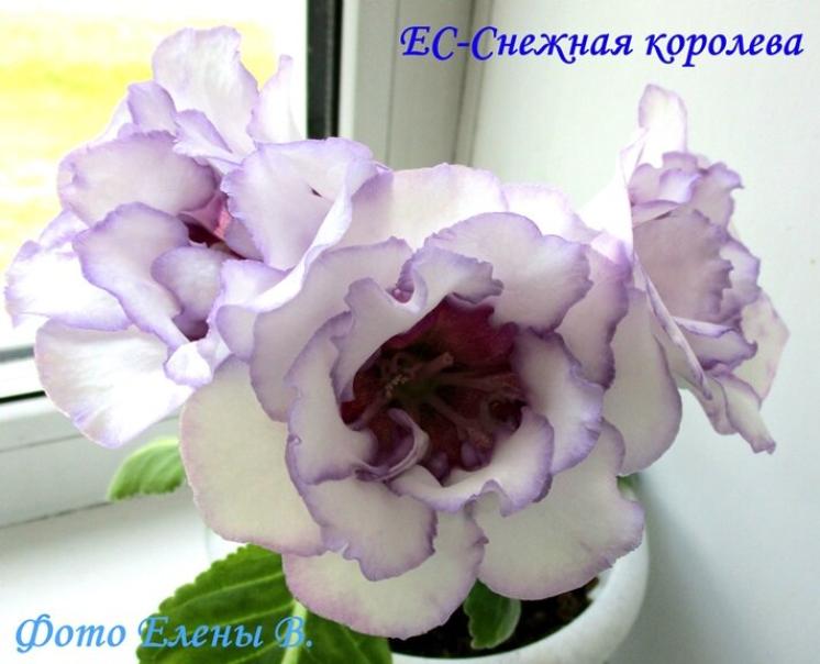 Глоксиния ЕС-Снежная Королева