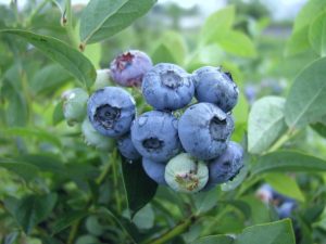 Голубика Блюэтта (Bluetta)