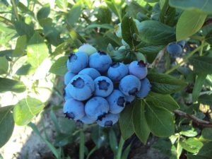 Голубика Блюголд (Bluegold)
