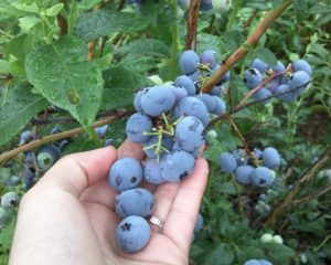 Голубика Блюкроп (Bluecrop)