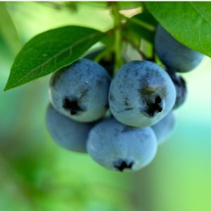 Голубика Блюрей (Blueray)