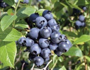 Голубика Нортблю (Northblue)