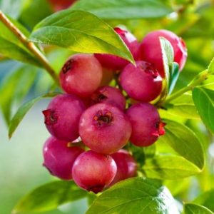 Голубика Пинк Лимонад (Pink Lemonade)
