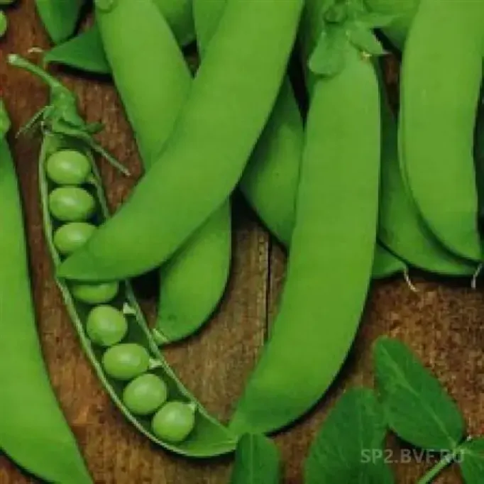 Горох Кузнечик
