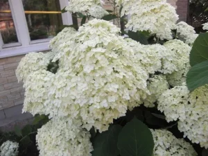 Гортензия Хиллс оф Сноу