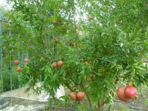 Гранат Гюлоша красная