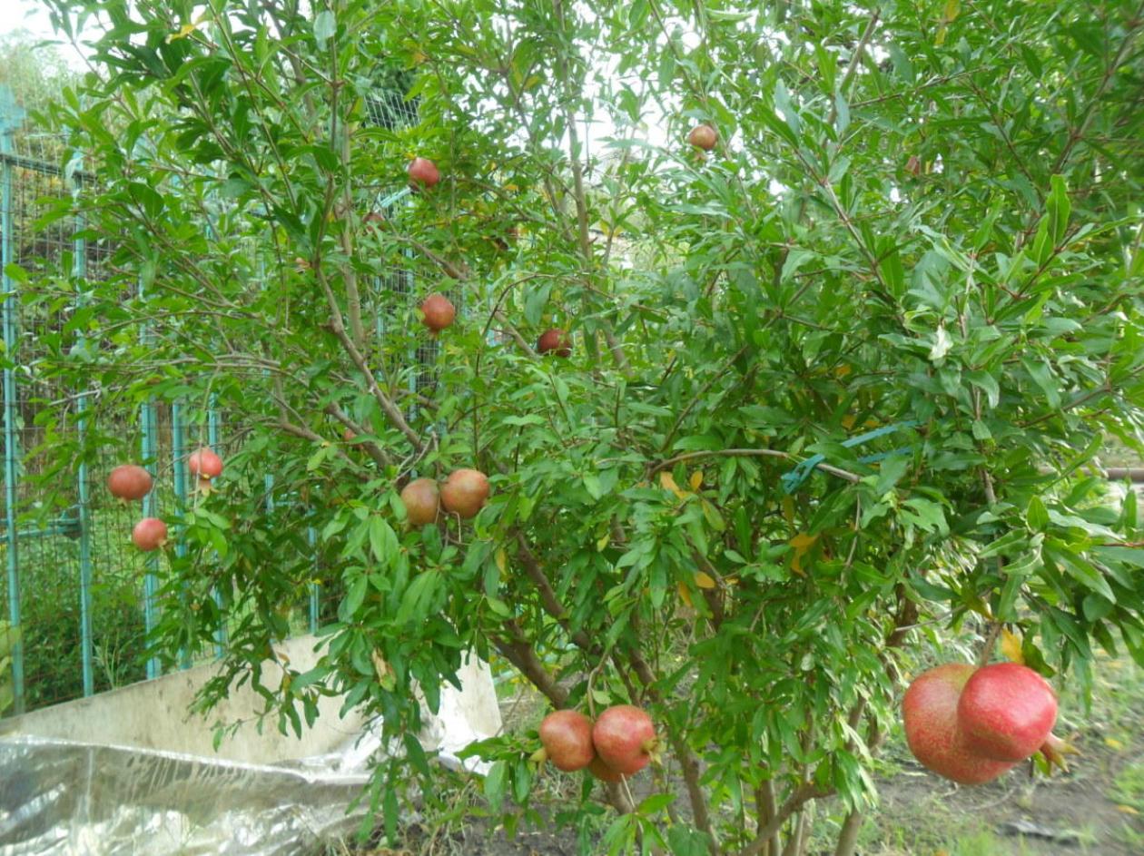 Гранат Гюлоша красная