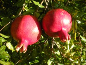 Гранат Гюлоша розовая