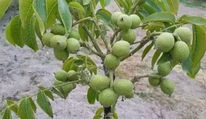 Грецкий орех Карлик