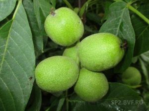 Грецкий орех Скороплодный Левина