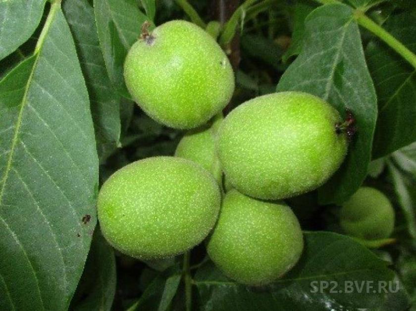 Грецкий орех Скороплодный Левина