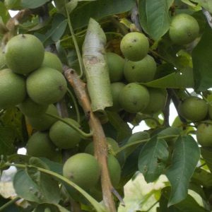 Грецкий орех Урожайный