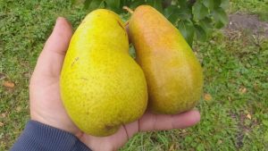 Груша Амфора