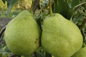 Груша Бере Арданпон (Фердинант)