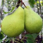 Вопрос про Груша Бланка
