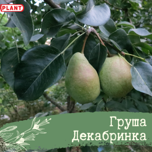 Груша Декабринка
