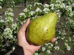 Вопрос про Груша Директор Альфан