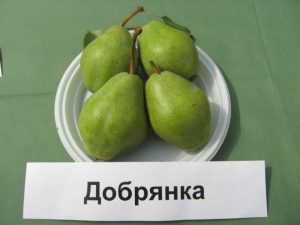 Груша Добрянка (Сентябрина)
