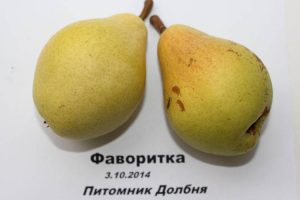 Груша Фаворитка
