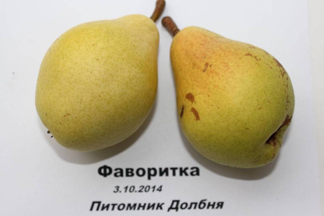 Груша Фаворитка