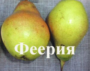 Груша Феерия