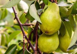 Груша Февральская (Иммунная)