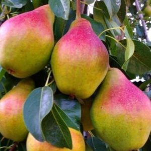 Груша Исетская сочная