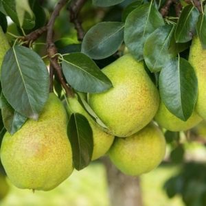 Груша Космическая