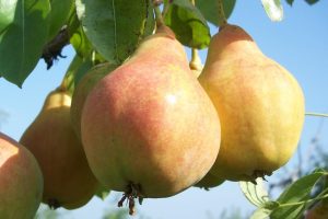 Груша Краснощёкая из Самары
