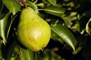 Груша Кубанская поздняя