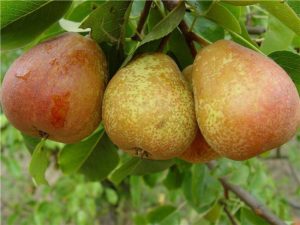 Груша Кубанская сочная