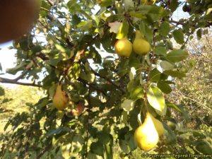Груша Куйбышевская золотистая