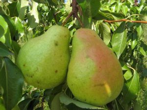 Груша Люберская (Любкард)