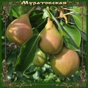 Груша Муратовская