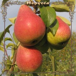Груша Нерусса