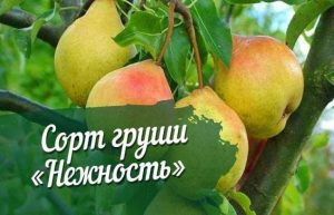 Груша Нежность
