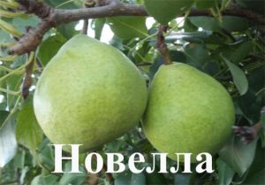 Груша Новелла