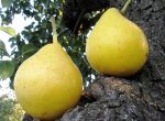Вопрос про Груша Октябрьская
