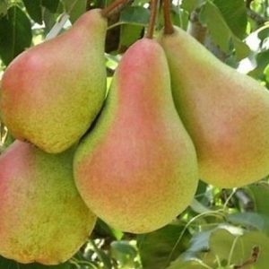 Груша Орловская красавица