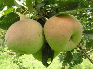 Груша Осенняя Сусова (Крупноплодная Сусова)