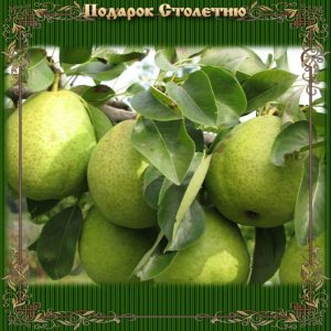 Груша Подарок к столетию Мичурина