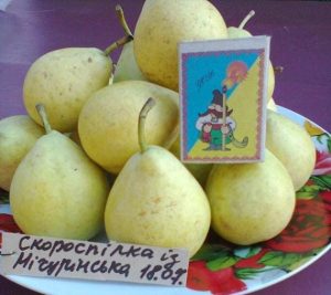 Груша Скороспелка из Мичуринска