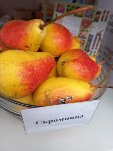 Груша Скромница