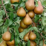 Вопрос про Груша Стрийская