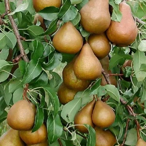 Груша Стрийская