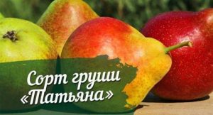 Груша Татьяна