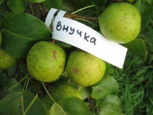 Груша Внучка