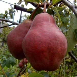 Груша Яхонтовая