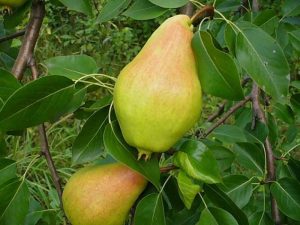 Груша Заметная